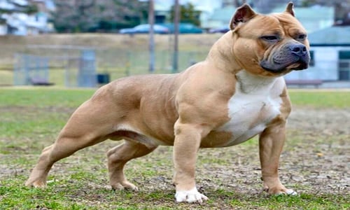 bully américain "width =" 500 "height =" 300 "srcset =" https://soyunperro.com/wp-content/uploads/2019/03/american-bully.jpg 500w, https://soyunperro.com/wp -contenu / uploads / 2019/03 / american-bully-300x180.jpg 300w "tailles =" (largeur max: 500px) 100vw, 500px