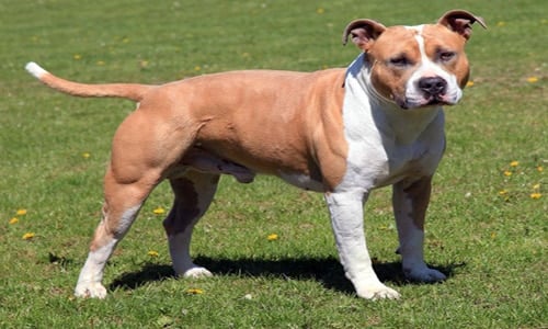 american staffordshire terrier "width =" 500 "height =" 300 "srcset =" https://soyunperro.com/wp-content/uploads/2019/03/american-staffordshire-terrier.jpg 500w, https: // soyunperro. com / wp-content / uploads / 2019/03 / american-staffordshire-terrier-300x180.jpg 300w "tailles =" (largeur max: 500px) 100vw, 500px
