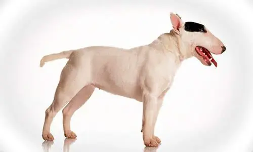 bull terrier