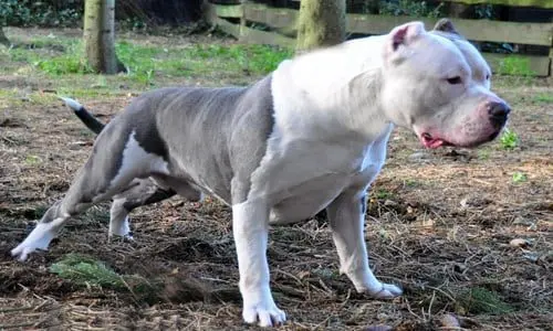 cobra pitbul