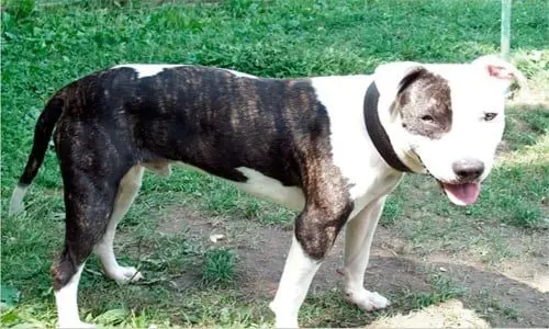 colby