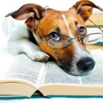 libro y perrop