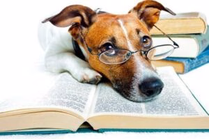 libro y perrop