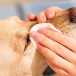 limpiando ojo perro