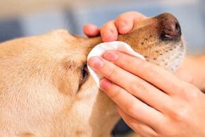 limpiando ojo perro