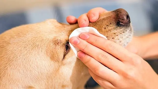limpiando ojo perro