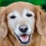 perro anciano