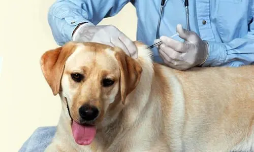 perro en vete
