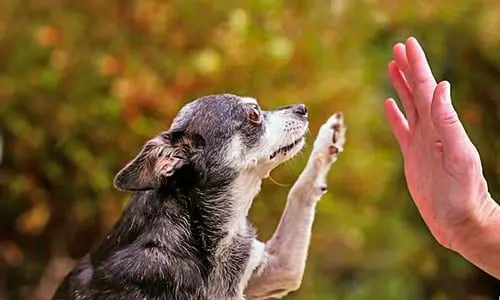 perro viejo que va a morir