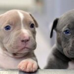 pitbulls