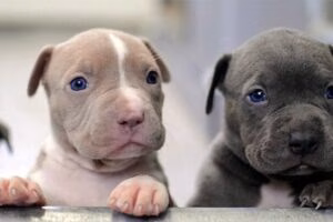 pitbulls