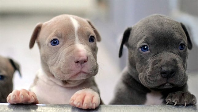 perros Pitbull y Razas que comparten genética