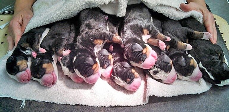 Cachorros-nacidos-por-cesárea