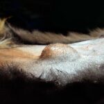 bulto junto ombligo de un perro