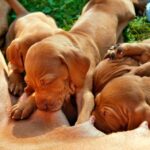 cachorros alimentandose de su madre