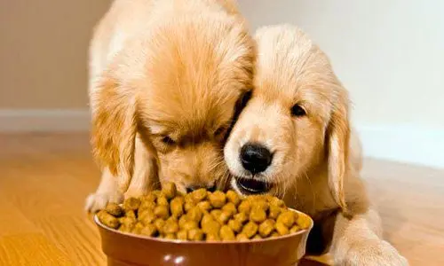 cachorros comiendo