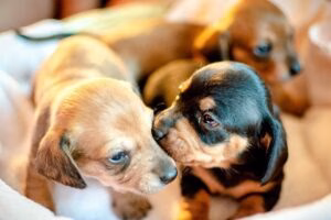 cachorros recien nacidos