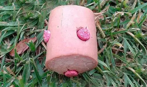 carne envenenada