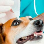 colirio en el ojo del perro