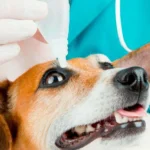 colirio en el ojo del perro