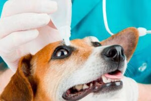 colirio en el ojo del perro