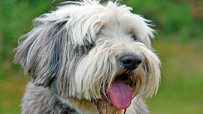 collie barbudo cara