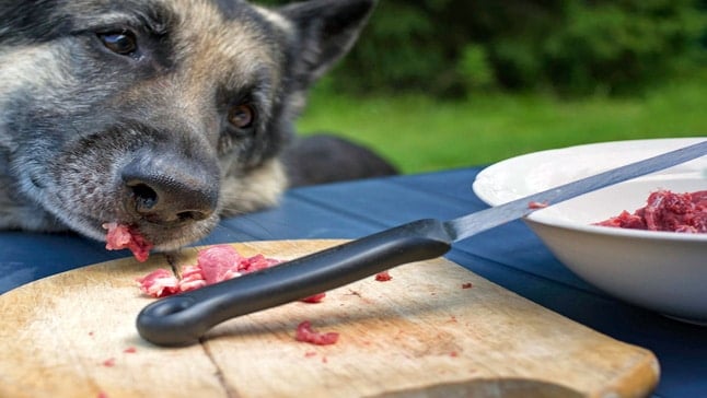 chien mange de la viande crue avec la toxoplasmose