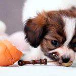 perro comiendo un huevo