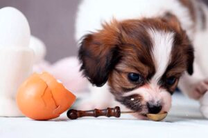 perro comiendo un huevo