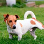 perro con infección de orina