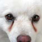 perro con lagrimales marcados