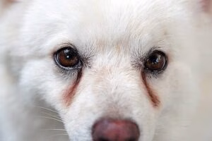 perro con lagrimales marcados