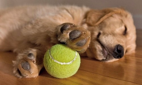 perro dormido
