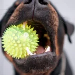 perro mordiendo una pelota sensorial