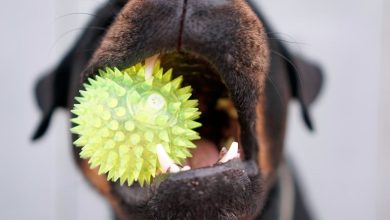 perro mordiendo una pelota sensorial
