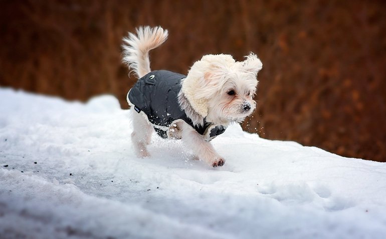 perro-pequeño-con-las-patitas-en-la-nieve