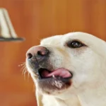 perro relamiendose