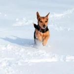 perro saltando en la nieve