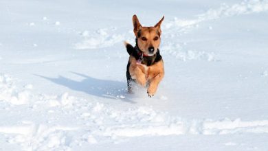 perro saltando en la nieve
