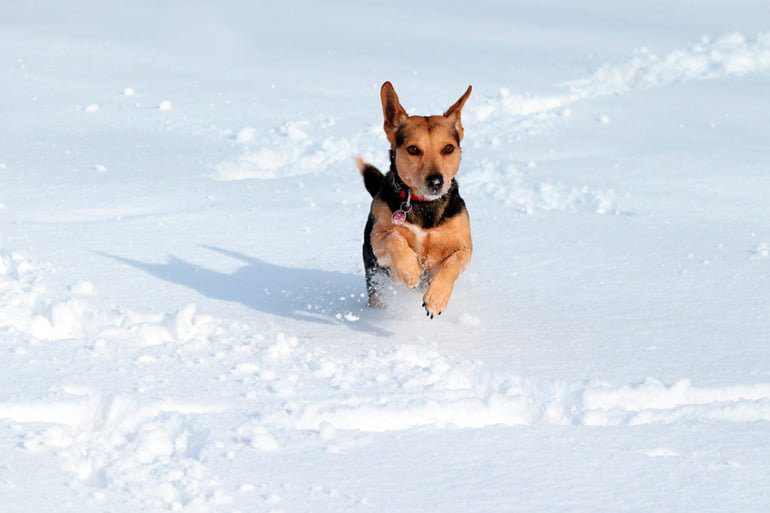 perro saltando en la nieve