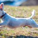 perro sin testículos