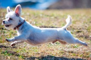 perro sin testículos