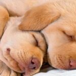 perros tranquilos