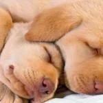 perros tranquilos