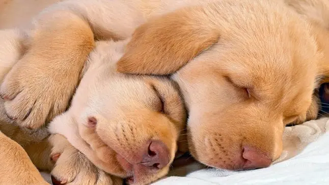 perros tranquilos