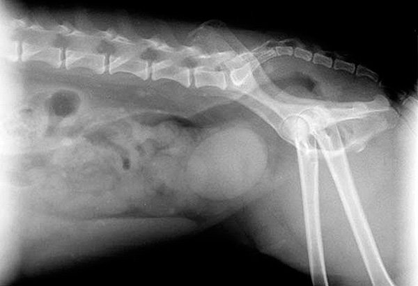 radiografia-prostata-perro