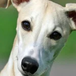 whippet 1