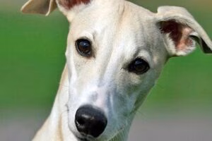 whippet 1