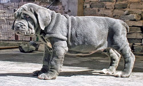 cachorro-mastin-napolitano