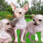 chihuahuas sin pelo